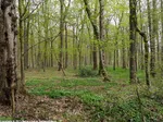 04_H_Waelder-um-Welver_Haupt Luise Hauswirth.jpg