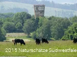 Rinder auf einer Wiese