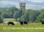 Rinder auf einer Wiese
