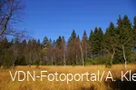 Karpatenbirken in einem Naturschutzgebiet