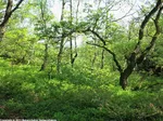 17_H_-Niederwaelder-bei-Visbeck_ Katharina Koch.jpg