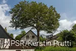 Rotbuche in Wenden-Heid