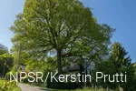 Baum trifft Fachwerkhaus - eine Idylle wie im Bilderbuch.