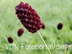 Wiesenknopf