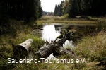 Wiese mit Pfütze