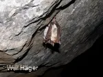 Fledermaus