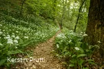 Ein Pfad durch den Wald