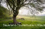Baum im Vordergrund