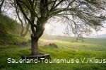 Baum im Vordergrund