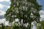 "Unsere" Esche in Büchen - ein beeindruckendes Naturdenkmal.