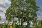 "Unsere" Esche in Büchen - ein beeindruckendes Naturdenkmal.