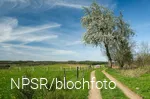Blühende Holzbirne bei Altenwenden
