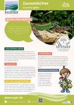 49_Zauneidechse