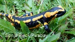 Feuersalamander