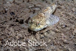 Groppe