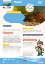 29_Molche