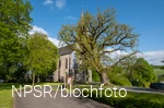 Eiche an der Kirche in Reiste, Eslohe