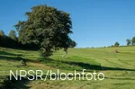 Erle bei Garbeck, Balve