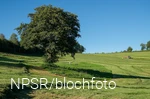 Erle bei Garbeck, Balve