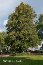 Sommer-Linde in Neuenrade