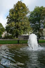 Sommer-Linde in Neuenrade