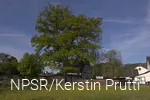 Heute leider kein Naturdenkmal mehr - aber immer noch ein beeindruckender Baum!