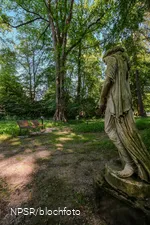 Ulme in Menden