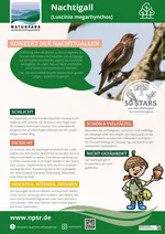 30_Nachtigall