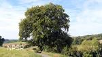 Rotbuche in Menden