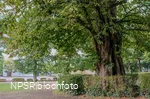Sommer-Linde in Neuenrade