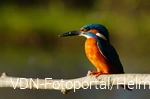 Eisvogel im Sonnenlicht