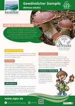41_Steinpilz