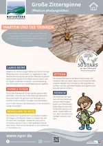 51_Zitterspinne
