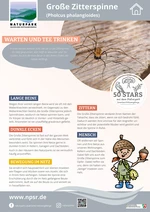 51_Zitterspinne