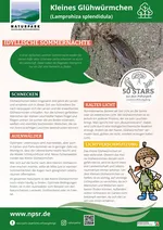 12_Glühwürmchen