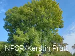 Bisher hat der Baum leider keine Samen getragen.