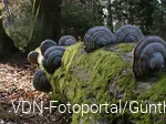 Zunderschwämme an einem umgestürzten Baum