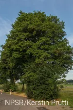 Feldahon in Attendorn-Ennest
