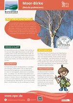 22_Moorbirke