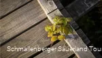 Barrierefreier Teil des Kyrill-Pfad in Schmallenberg - Schanze