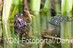 Grasfrosch mit Laich