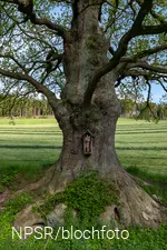 Der Stamm von vorne mit der kleinen Holzfigur des Heiligen Antonius