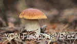 Steinpilz