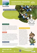 43_Wacholder