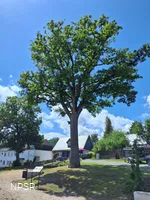 Traubeneiche in Hallenberg