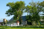Eiche in Meschede-Vellinghausen