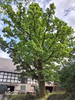 Eiche, Schmallenberg-Oberhenneborn