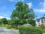 Eiche in Schmallenberg-Oberhenneborn