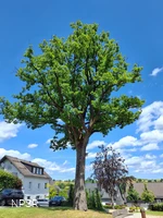 Traubeneiche in Hallenberg