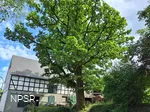 Eiche, Schmallenberg-Oberhenneborn